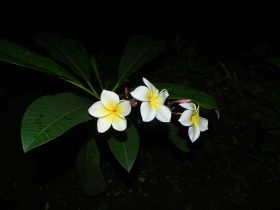 Sacuanjoche, the national flower of Nicaragua – Best Places In The World To Retire – International Living